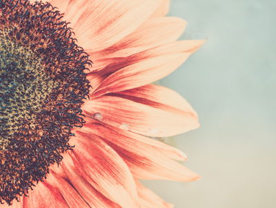 Ljuddämpande tavla - Blooming sunflower