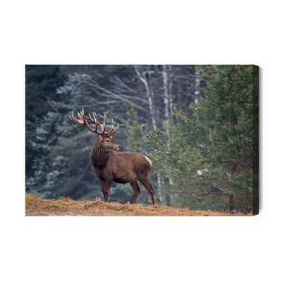 Ljuddämpande tavla - A stately deer in the forest