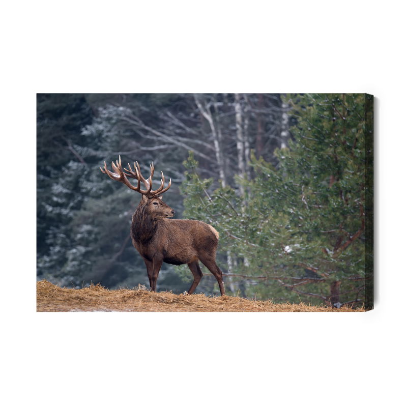 Ljuddämpande tavla - A stately deer in the forest