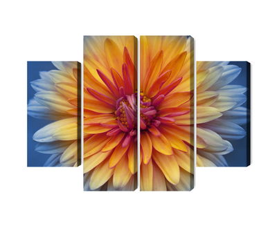 Ljuddämpande tavla - Chrysanthemum flower close