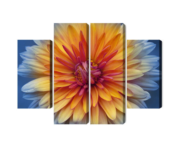 Ljuddämpande tavla - Chrysanthemum flower close