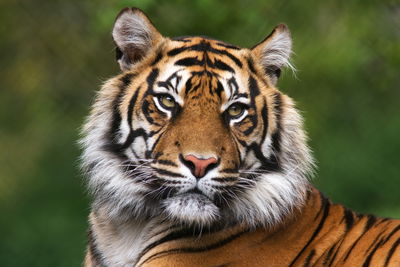 Ljuddämpande tavla - Portrait of a bengal tiger