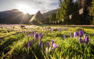 Ljuddämpande tavla - Chocholowska valley