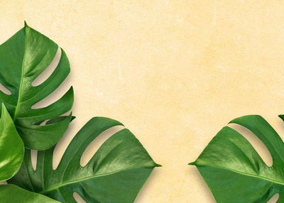 Ljuddämpande tavla - Monstera leaves on a beige