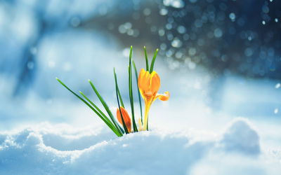 Ljuddämpande tavla - Yellow crocuses breaking