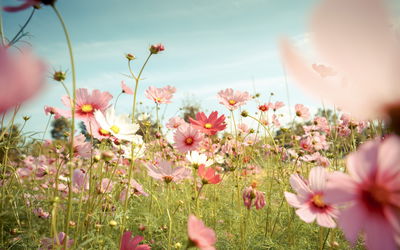 Ljuddämpande tavla - Cosmos flowers in the garden