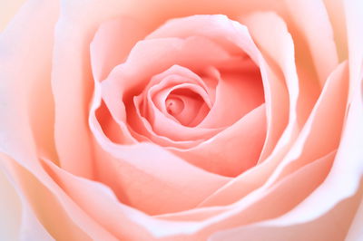 Ljuddämpande tavla - Pastel rose on a 3d macro
