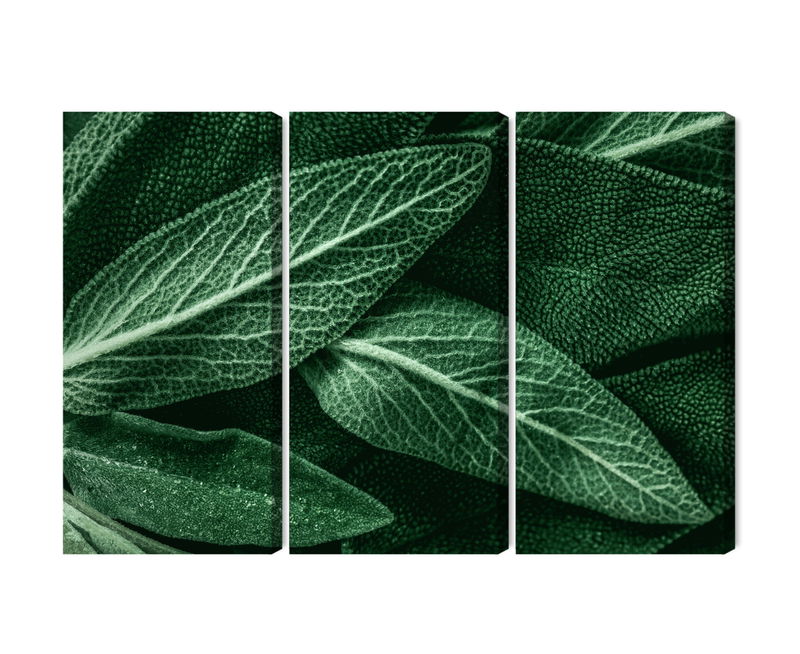 Ljuddämpande tavla - Salvia leaves on a macro