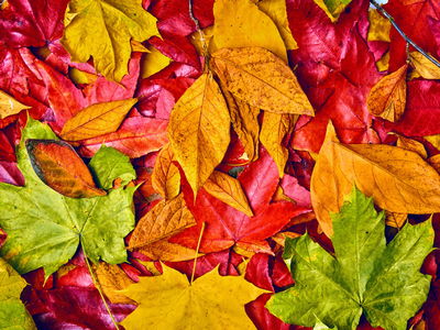 Ljuddämpande tavla - Leaves in autumn colors