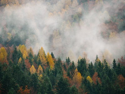Ljuddämpande tavla - Autumn forest in fog 3d