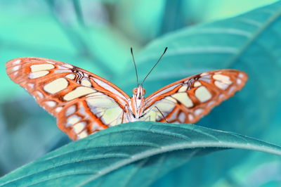 Ljuddämpande tavla - A butterfly on a leaf