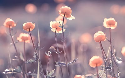 Ljuddämpande tavla - Spring 3d flowers