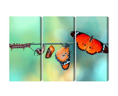 Ljuddämpande tavla - Colorful caterpillars