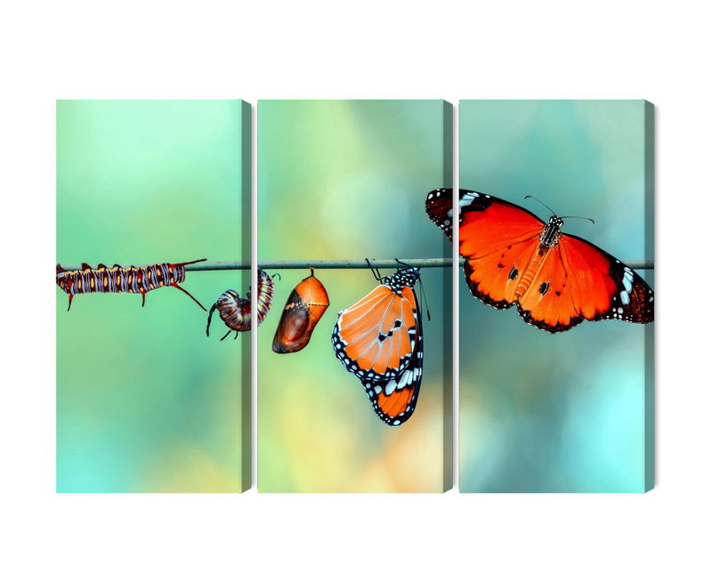 Ljuddämpande tavla - Colorful caterpillars