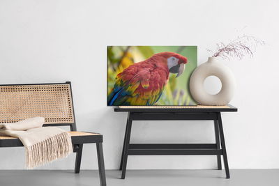 Ljuddämpande tavla - Ara parrot