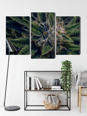 Ljuddämpande tavla - Cannabis plant close up