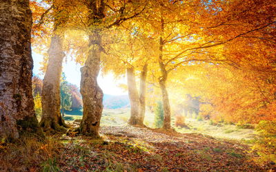 Ljuddämpande tavla - Sunny autumn forest