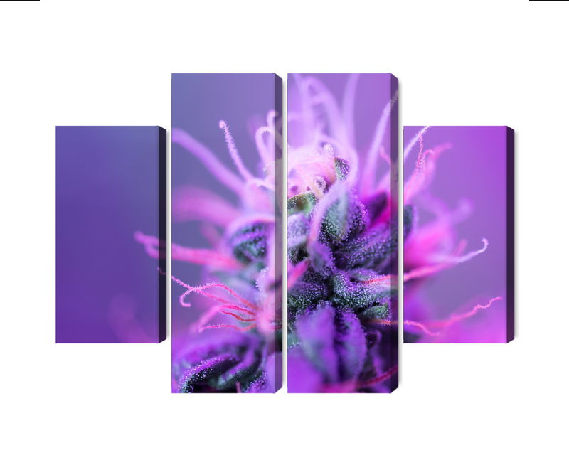 Ljuddämpande tavla - Macro plant on a pink-purple