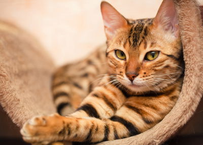 Ljuddämpande tavla - Bengal cat