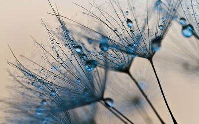 Ljuddämpande tavla - Dandelions with water