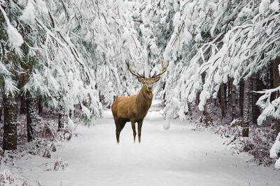 Ljuddämpande tavla - Deer in the winter forest