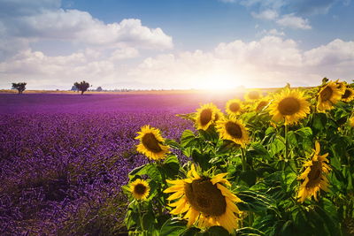 Ljuddämpande tavla - Lavender and sunflower