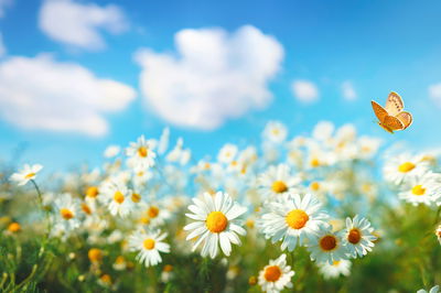 Ljuddämpande tavla - 3d daisy field