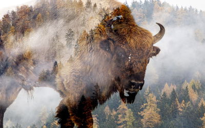 Ljuddämpande tavla - A bison on the background