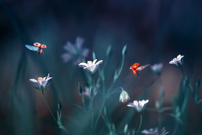 Ljuddämpande tavla - Ladybugs and wildflowers