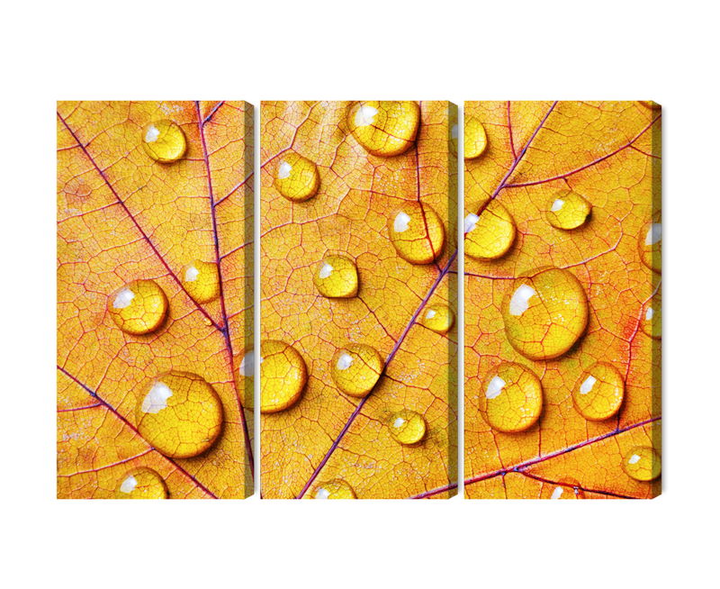 Ljuddämpande tavla - Water drops on an autumn