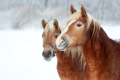 Ljuddämpande tavla - Horses in the snow