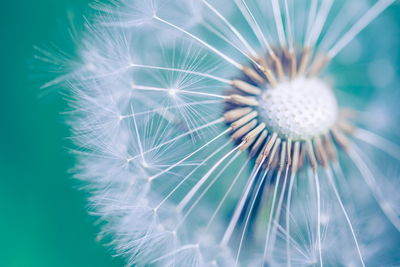 Ljuddämpande tavla - Dandelion on a macro scale