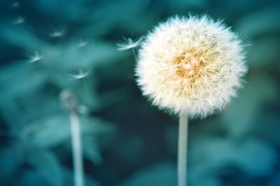 Ljuddämpande tavla - Dandelion flower close up 3d