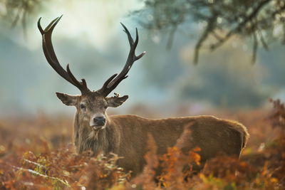 Ljuddämpande tavla - A magnificent stag