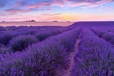 Ljuddämpande tavla - Lavender field