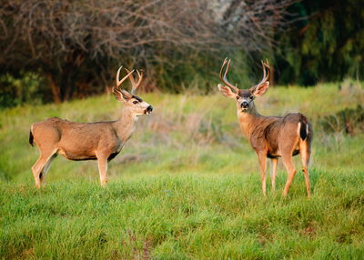 Ljuddämpande tavla - Two young deer