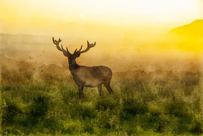 Ljuddämpande tavla - A deer and a foggy morning