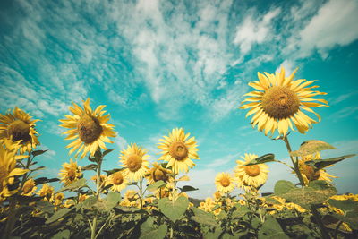 Ljuddämpande tavla - Sunflower field against
