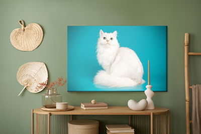 Ljuddämpande tavla - White cat on a blue