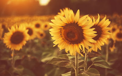 Ljuddämpande tavla - A field of sunflowers