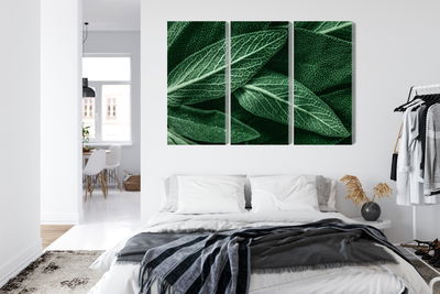 Ljuddämpande tavla - Salvia leaves on a macro