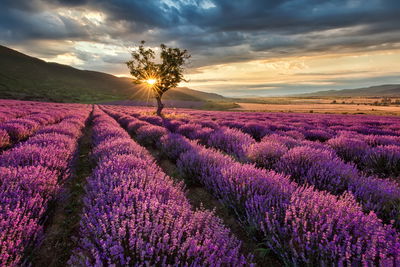 Ljuddämpande tavla - Lavender field at sunset 3d