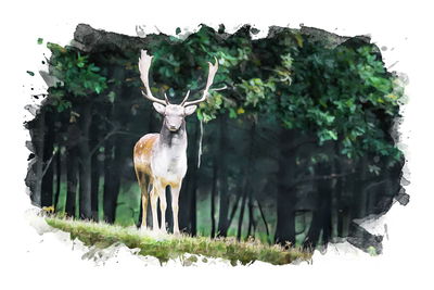 Ljuddämpande tavla - A deer in the forest painted