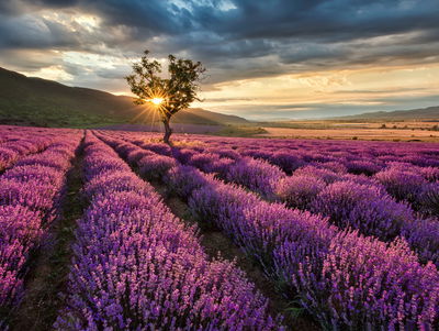 Ljuddämpande tavla - Lavender field at sunset 3d