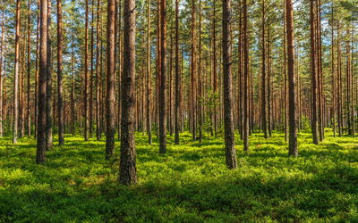 Ljuddämpande tavla - 3d pine forest