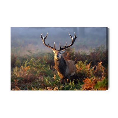 Ljuddämpande tavla - An impressive deer among