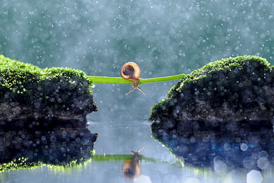 Ljuddämpande tavla - Snail in the rain