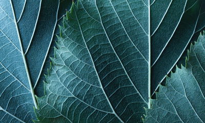 Ljuddämpande tavla - Leaves in a macro scale