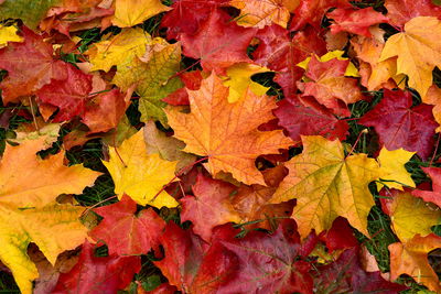 Ljuddämpande tavla - Maple leaves in fall colors