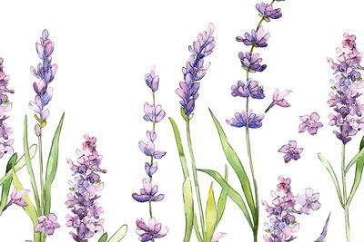 Ljuddämpande tavla - Watercolor lavender flowers